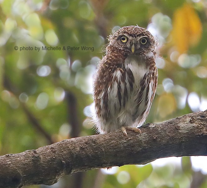 Collared Owlet - ML378973231