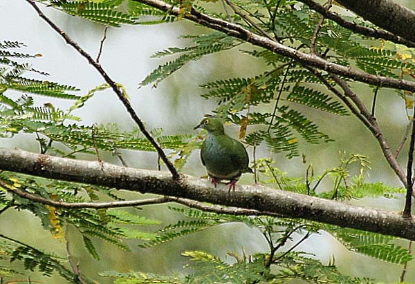 Superb Fruit-Dove (Eastern) - ML378973831