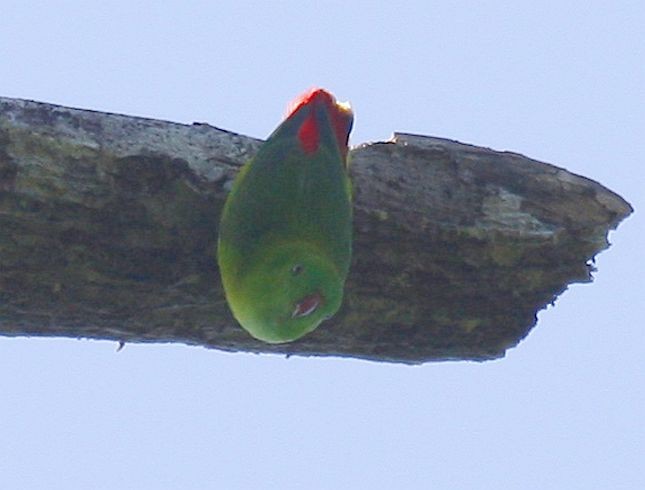 Pygmy Hanging-Parrot - ML378973971