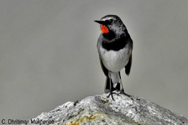 Himalayan Rubythroat - ML378974101