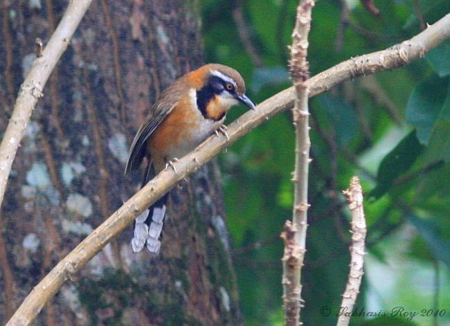 Lesser Necklaced Laughingthrush - ML378974141