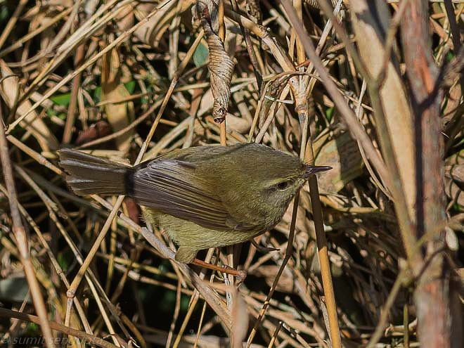 Aberrant Bush Warbler (Aberrant) - ML378975091