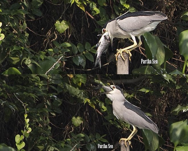 Black-crowned Night Heron (Eurasian) - ML378975121