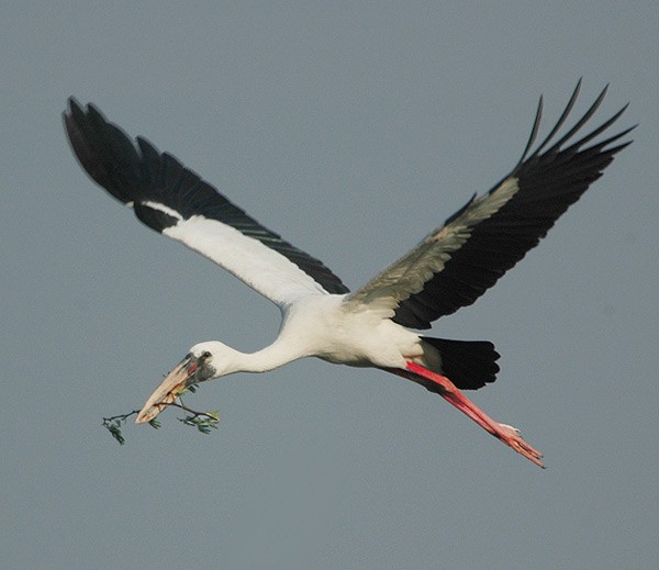 Asian Openbill - ML378975191