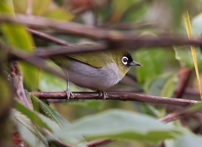 Black-capped White-eye - ML378975331
