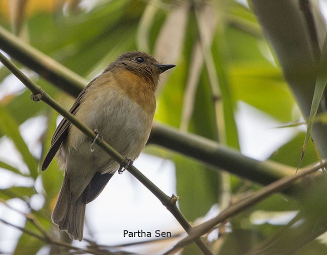 Blue-throated Flycatcher - ML378975821