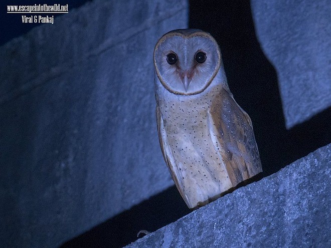 Barn Owl (Eastern) - ML378976001