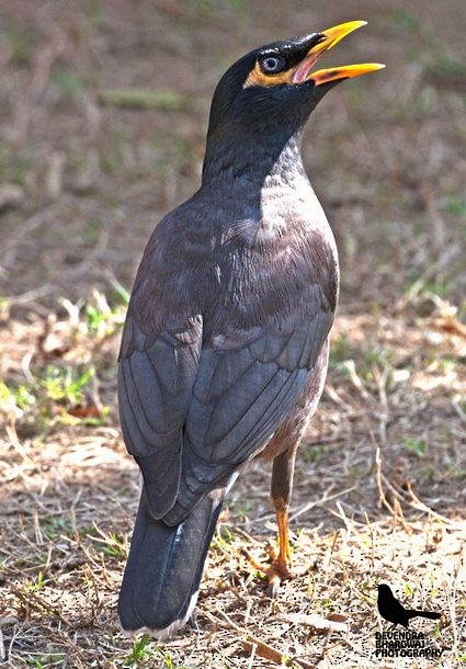 Common Myna - ML378978971