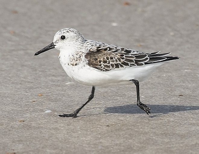 Bécasseau sanderling - ML378979331