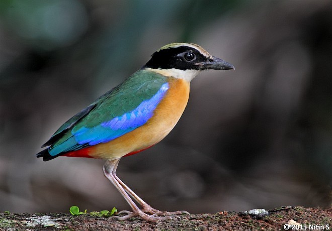 Blue-winged Pitta - ML378979551