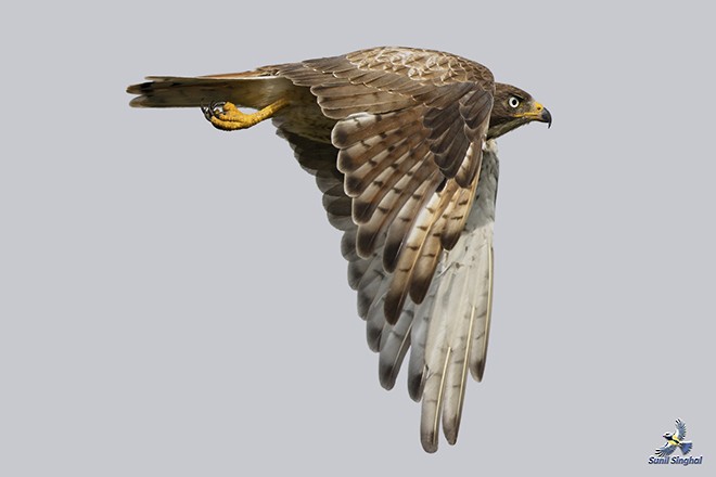 White-eyed Buzzard - Sunil Singhal