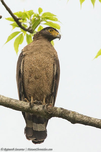 Crested Serpent-Eagle - Rajneesh Suvarna