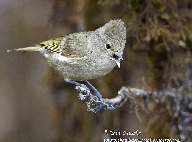 Yellow-browed Tit - ML378980981