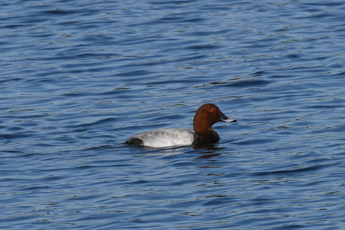 Common Pochard - ML378981411