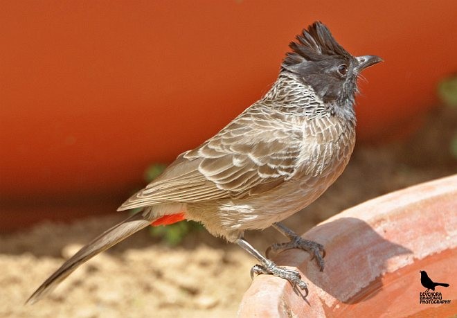 Red-vented Bulbul - ML378981761