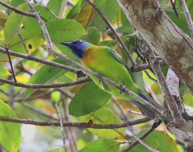 Blue-masked Leafbird - ML378982901