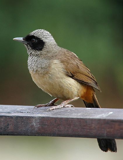 Masked Laughingthrush - ML378983191