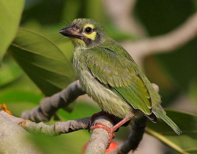 Coppersmith Barbet - ML378983541