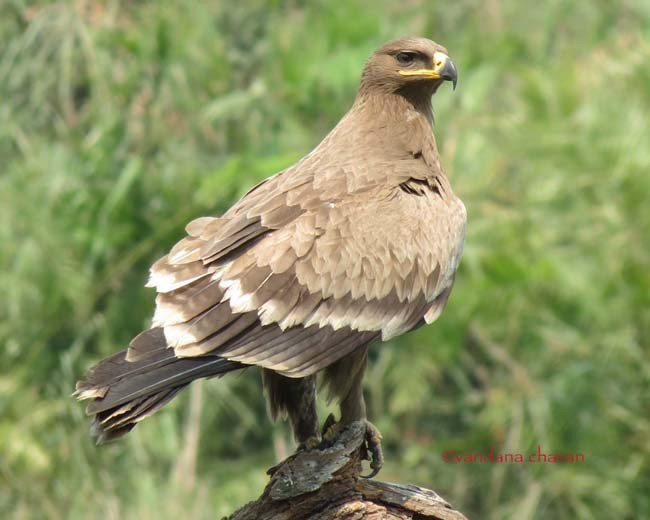 Steppe Eagle - ML378984141