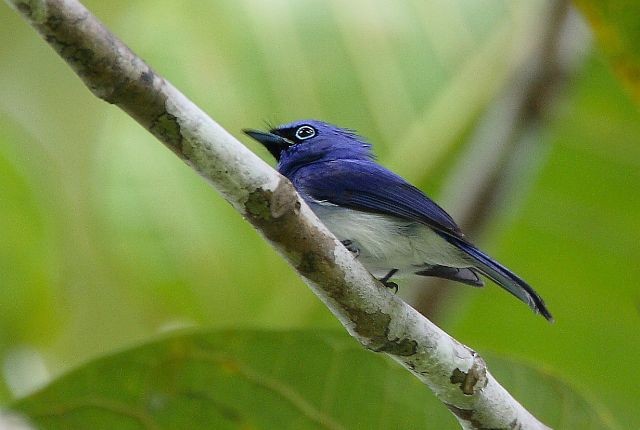 Short-crested Monarch - ML378984691