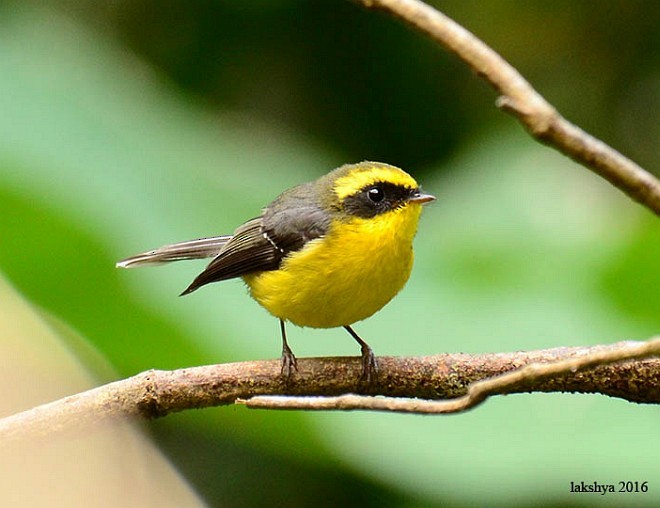 Yellow-bellied Fairy-Fantail - LAKSHYA NATH