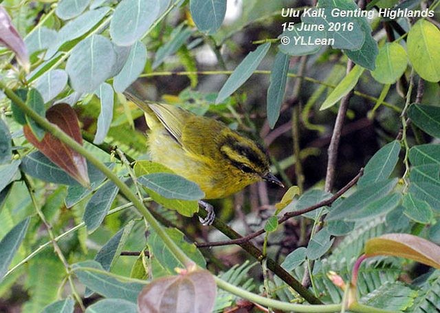 Mountain Leaf Warbler - ML378985991