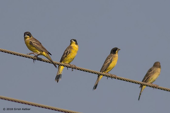 Black-headed Bunting - ML378986361