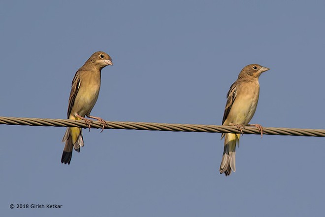 Black-headed Bunting - ML378986421