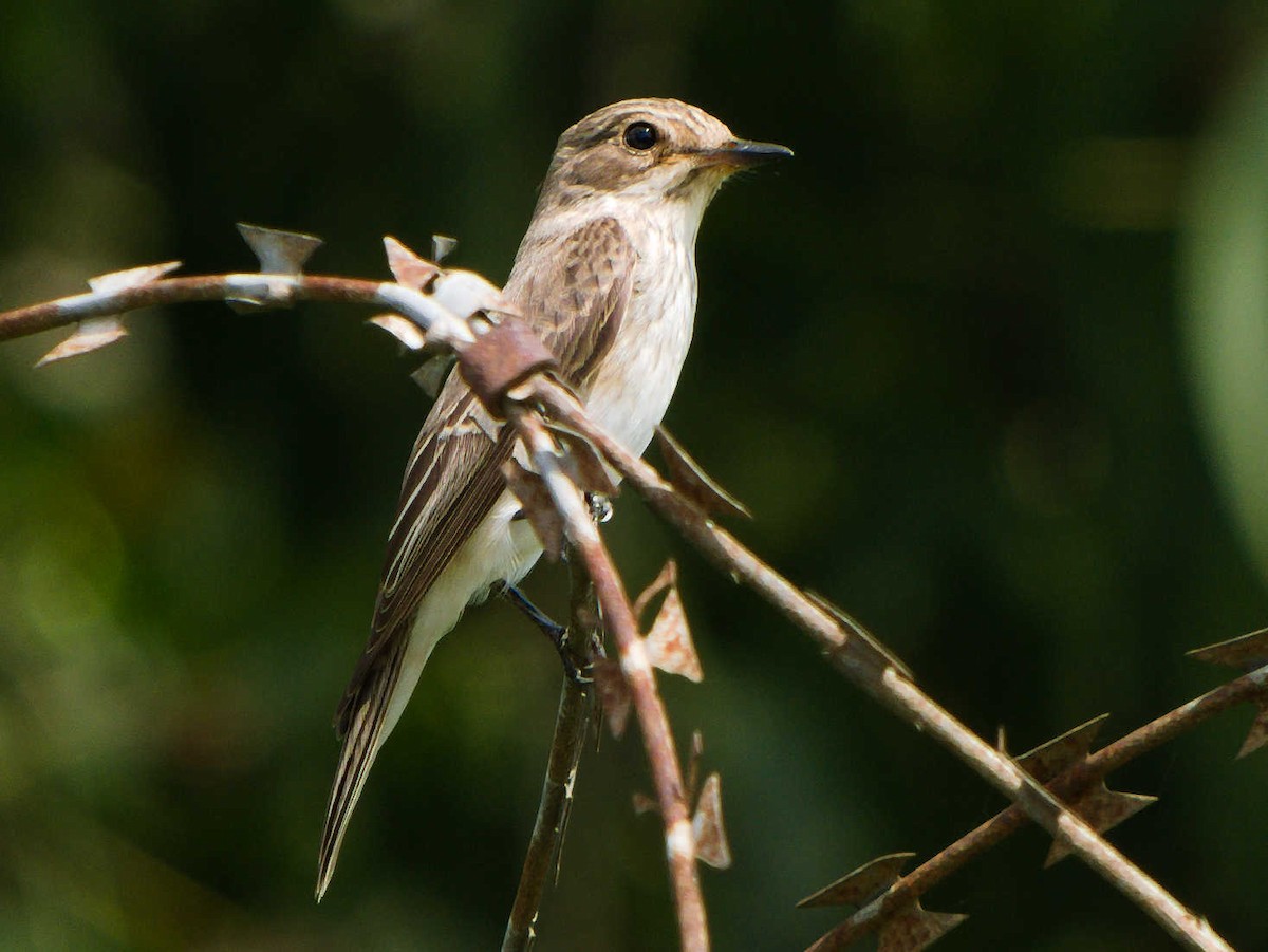 Spotted Flycatcher - ML378986461