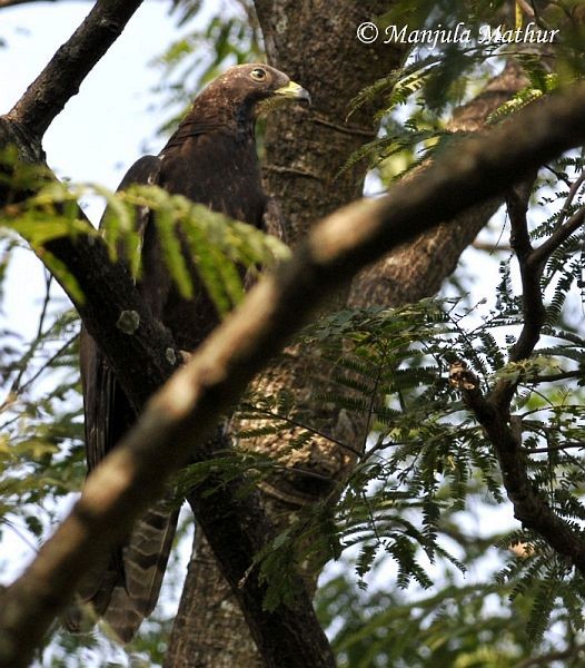 Oriental Honey-buzzard - Manjula Mathur