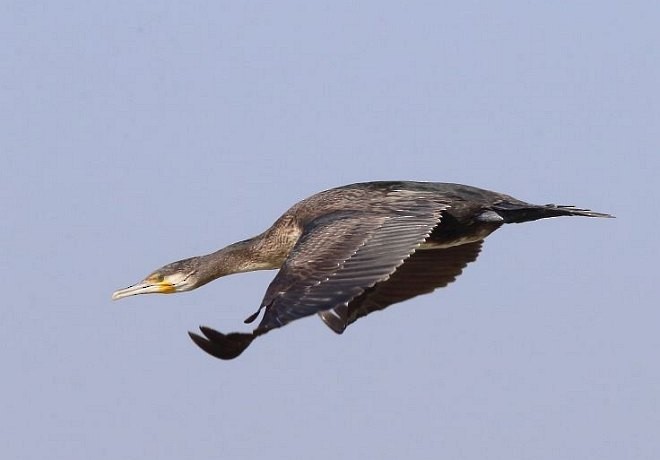 Cormorano (sinensis/hanedae) - ML378986921
