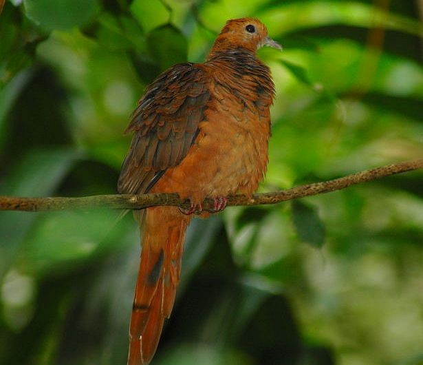 Ruddy Cuckoo-Dove - ML378987231