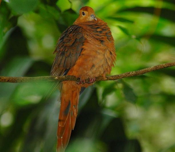 Ruddy Cuckoo-Dove - ML378987401