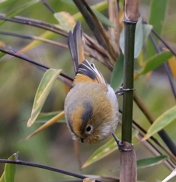 Fulvous Parrotbill - ML378988291