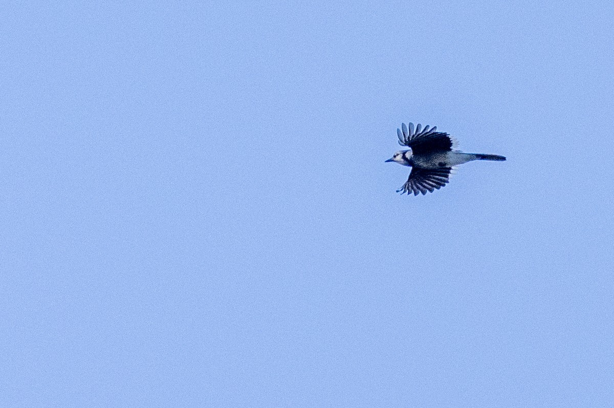 Blue Jay - ML378988341
