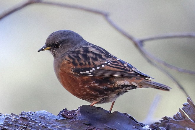 Alpine Accentor - ML378988391