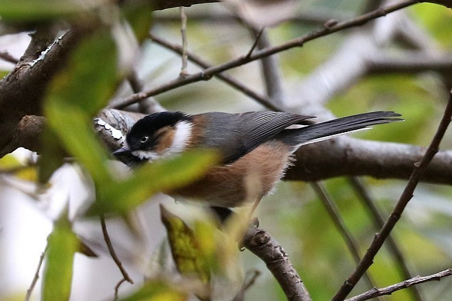 Black-browed Tit - ML378988431