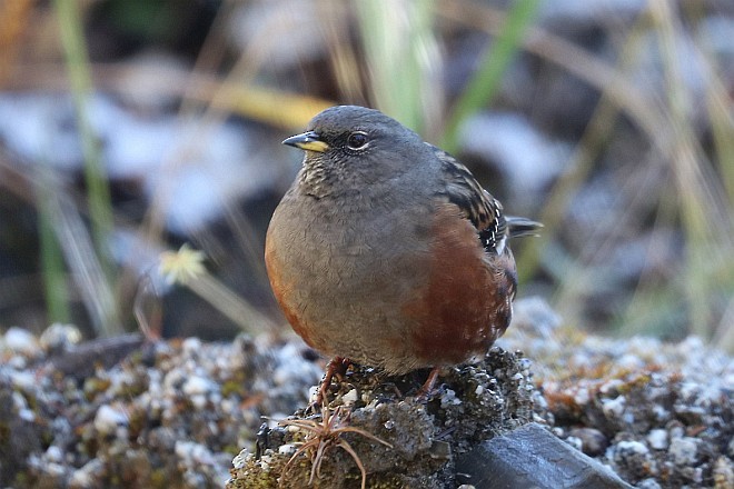 Alpine Accentor - ML378988471