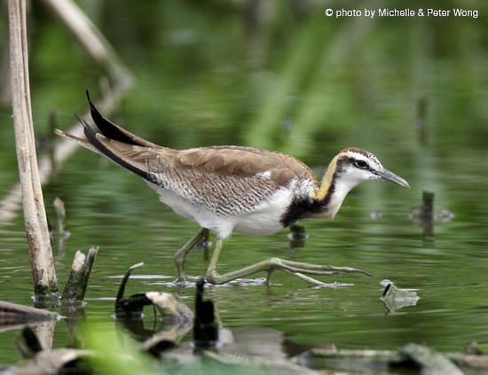 Pheasant-tailed Jacana - ML378988781