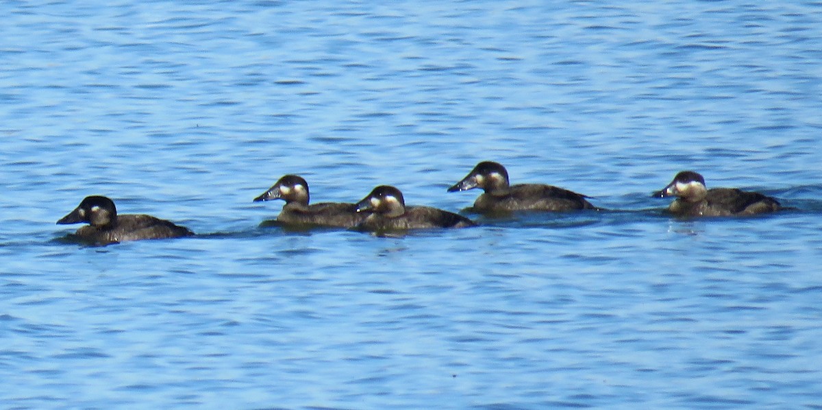 Surf Scoter - Mark Amershek