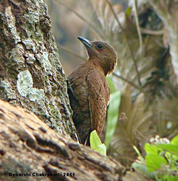 Rufous Woodpecker - Debarshi Chakrabarti