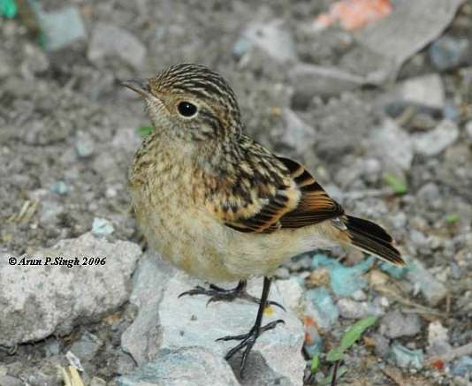Siberian Stonechat - ML378989551