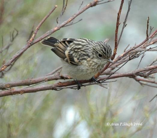 Siberian Stonechat - ML378989571