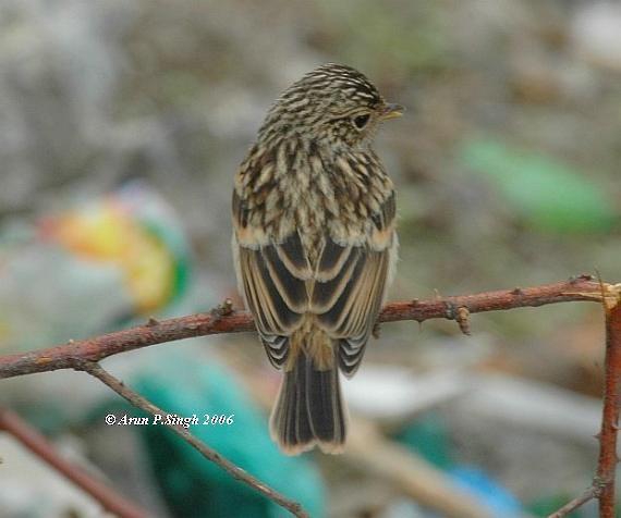 Siberian Stonechat - ML378989581
