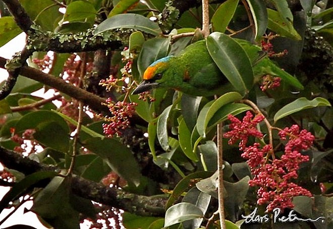 Flame-fronted Barbet - Lars Petersson | My World of Bird Photography