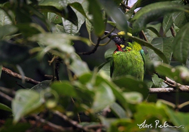 Black-banded Barbet - ML378989701