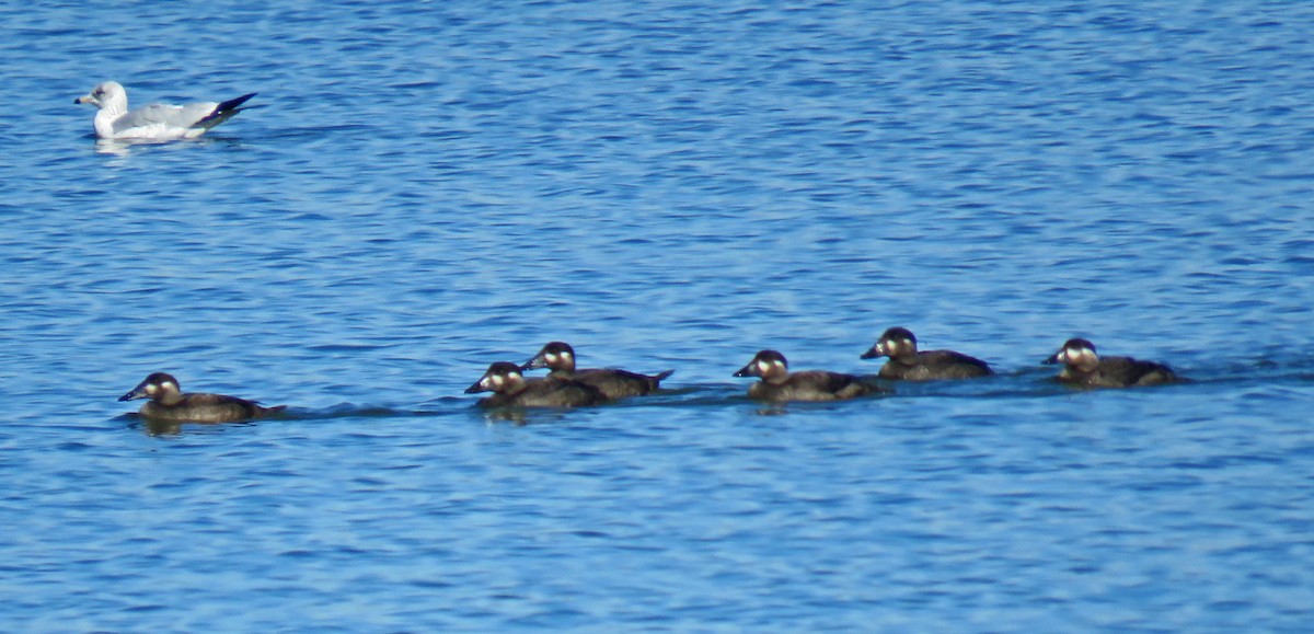 Surf Scoter - Mark Amershek