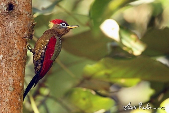 Crimson-winged Woodpecker - ML378989741