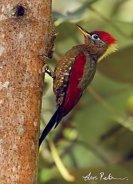 Crimson-winged Woodpecker - ML378989751