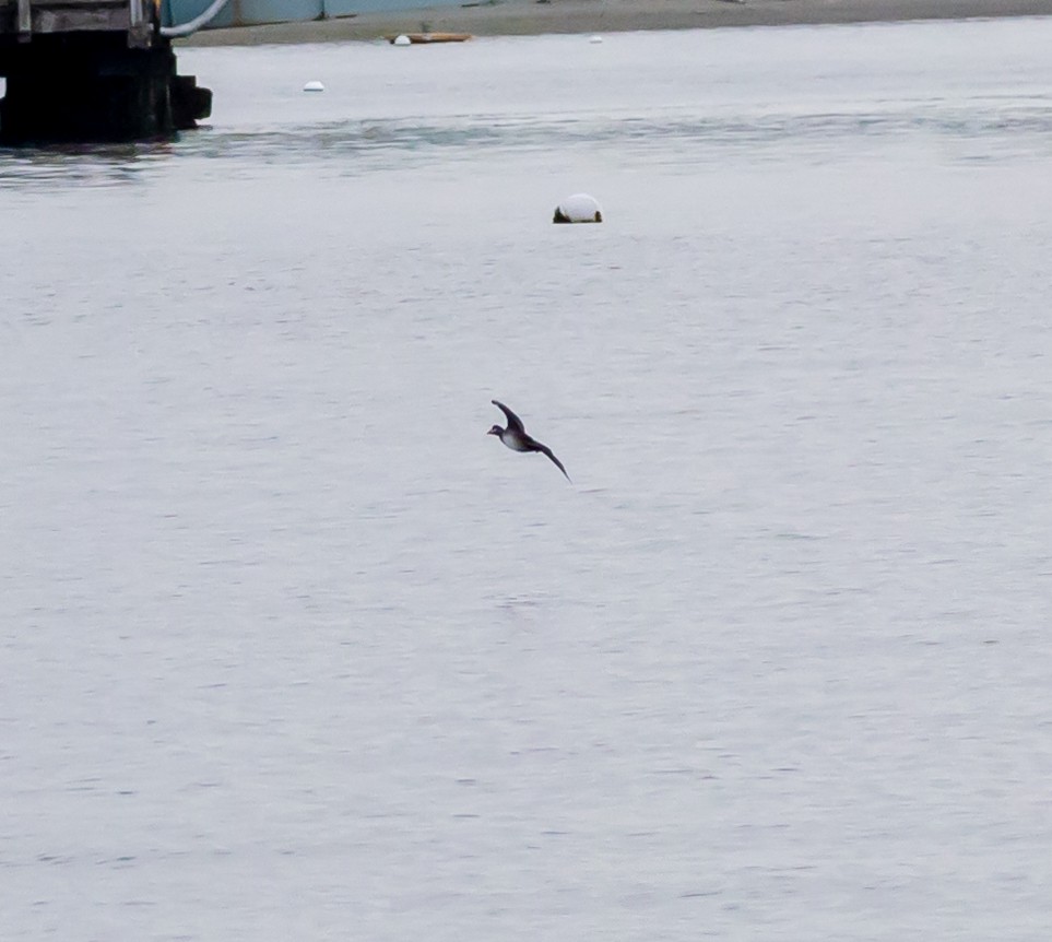 Surf Scoter - ML378989771